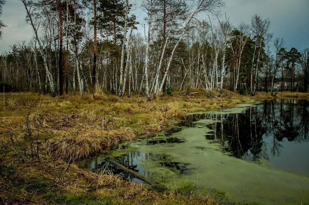 Лесное озеро.