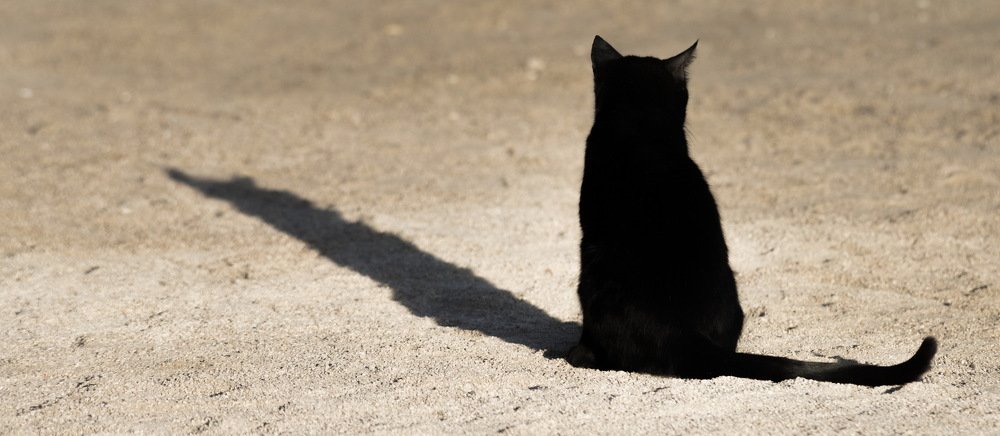 Кот и его тень