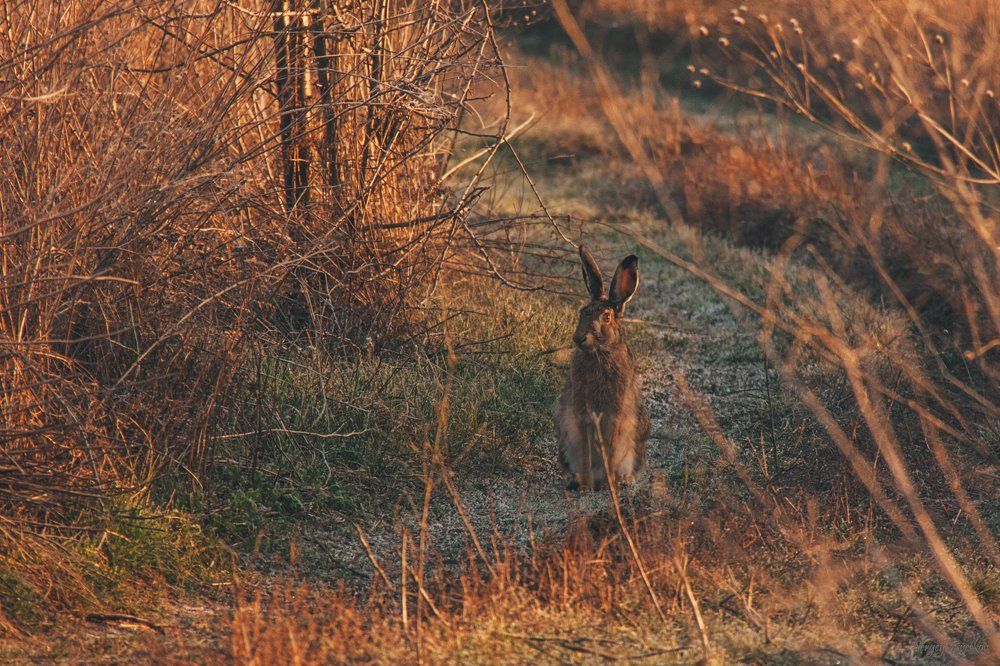 Утренний заяц