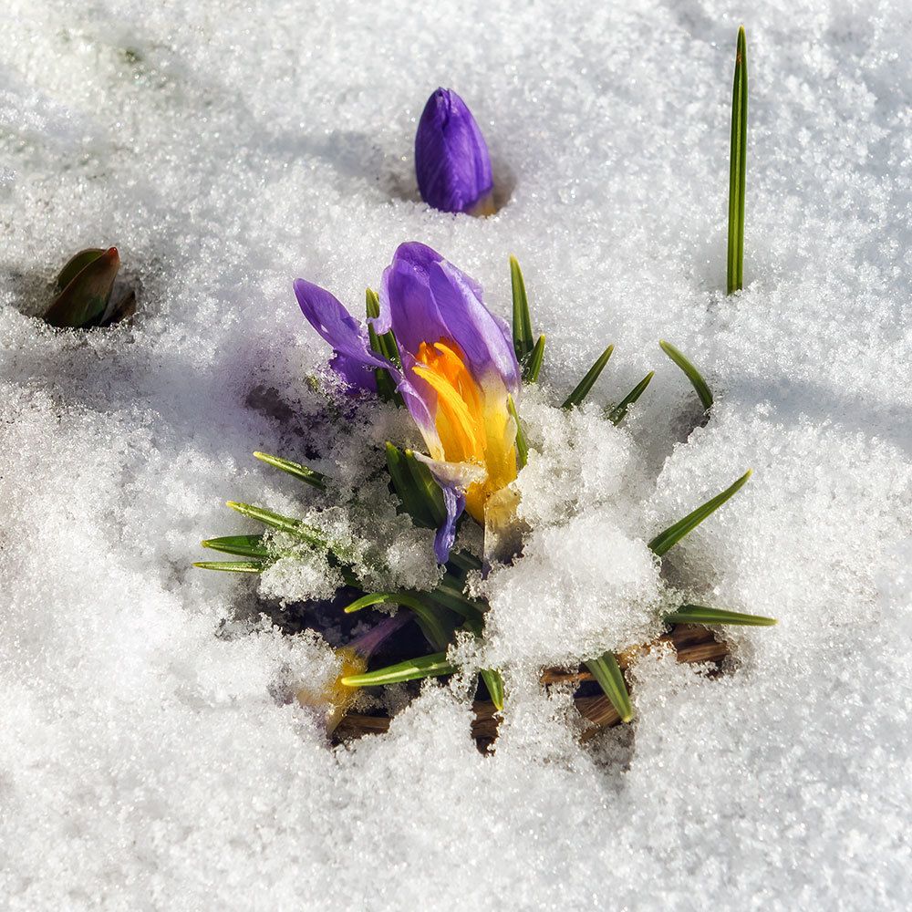 Весне дорогу!