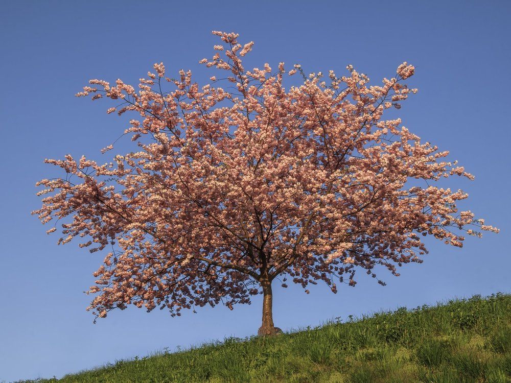 Cherry blossom tree