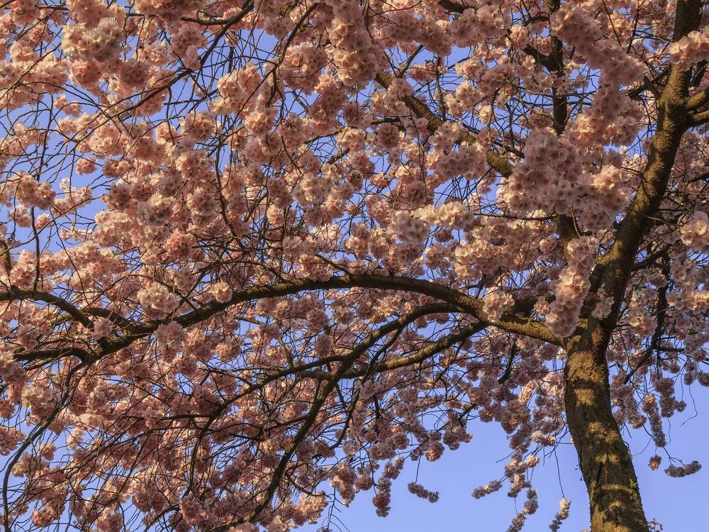 Сакура весной