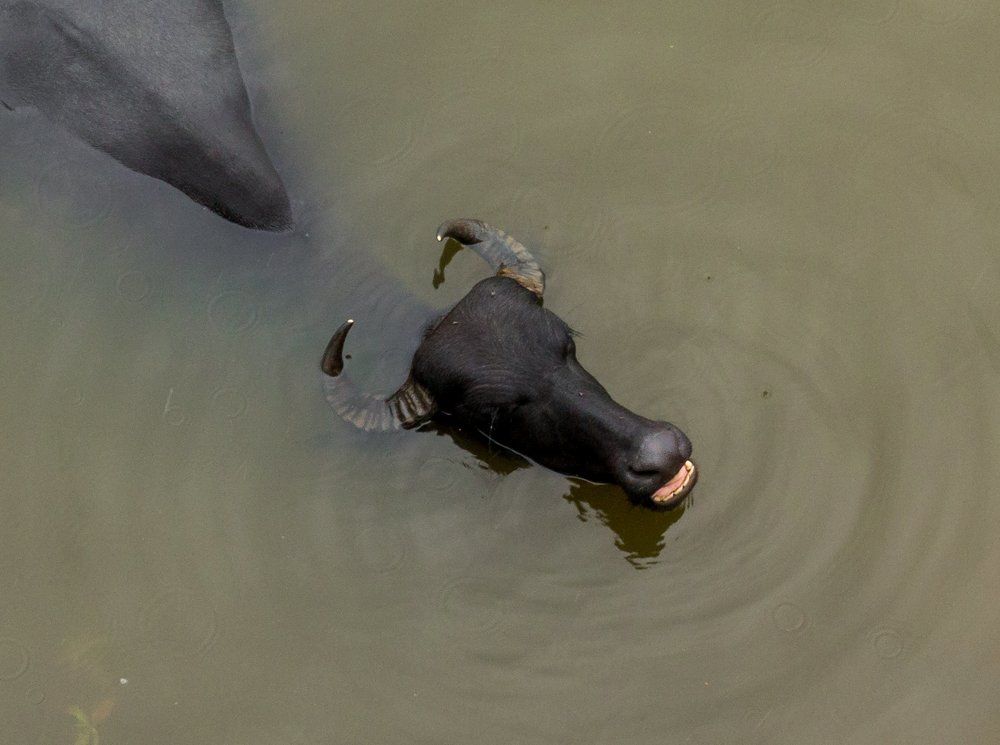 Buffalo bathing