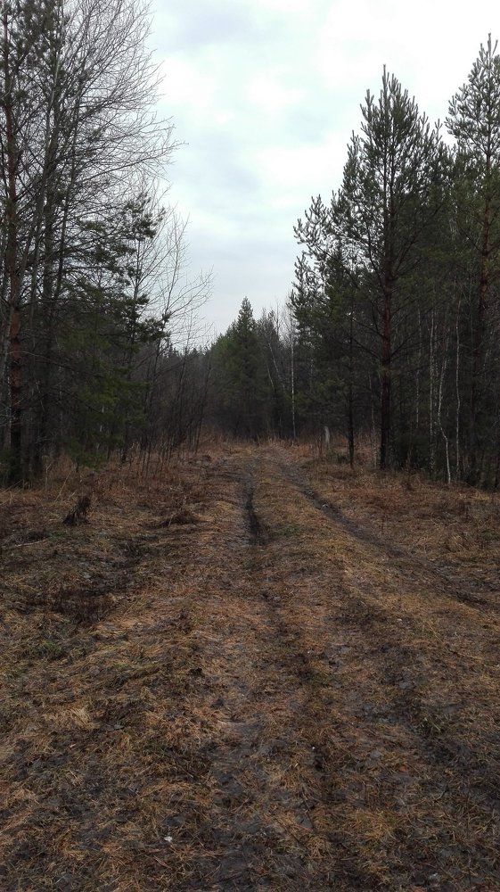 осенний лес