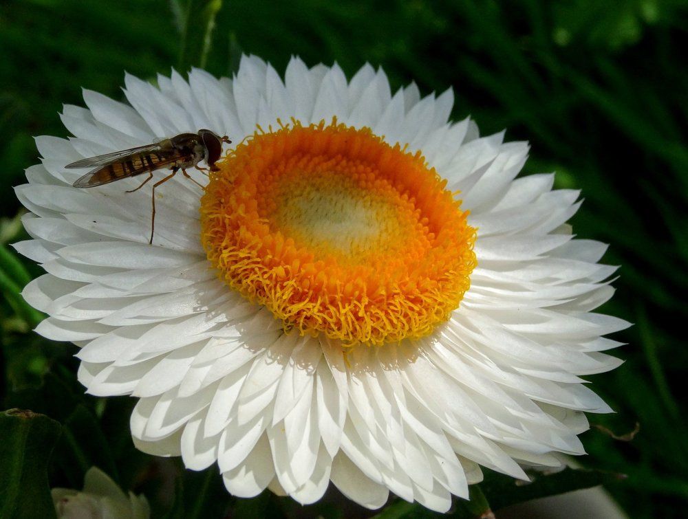 Helichrysum