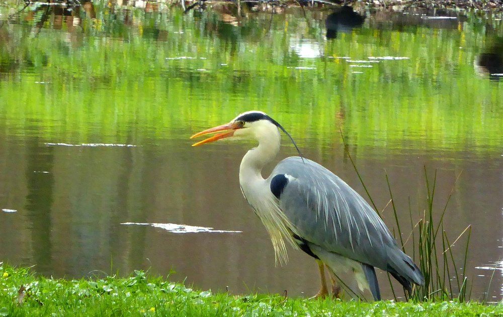 Heron