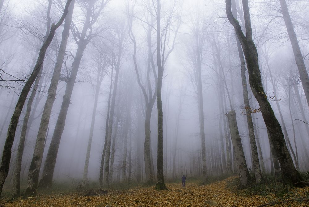 foggy woods