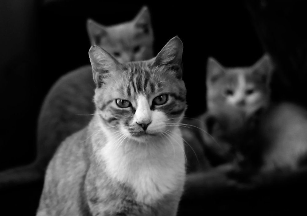 "Мать троих"