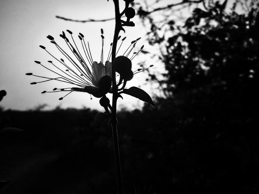 The Flower