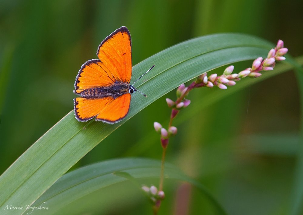 Photograph by Марина