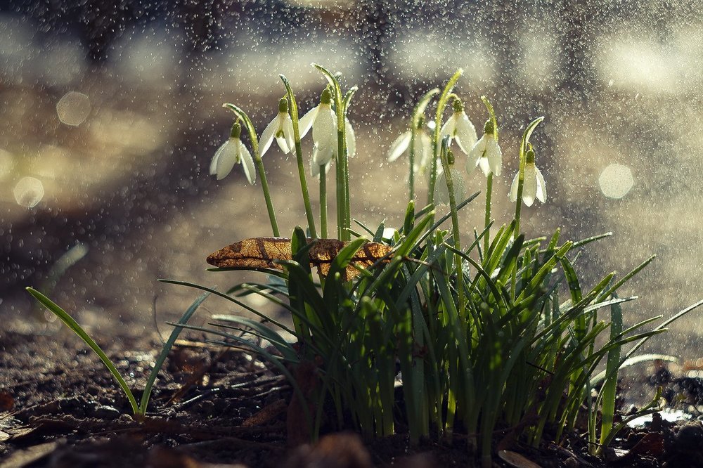 Photograph by Елена