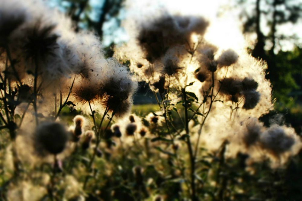 Чертополох-венец Иисуса