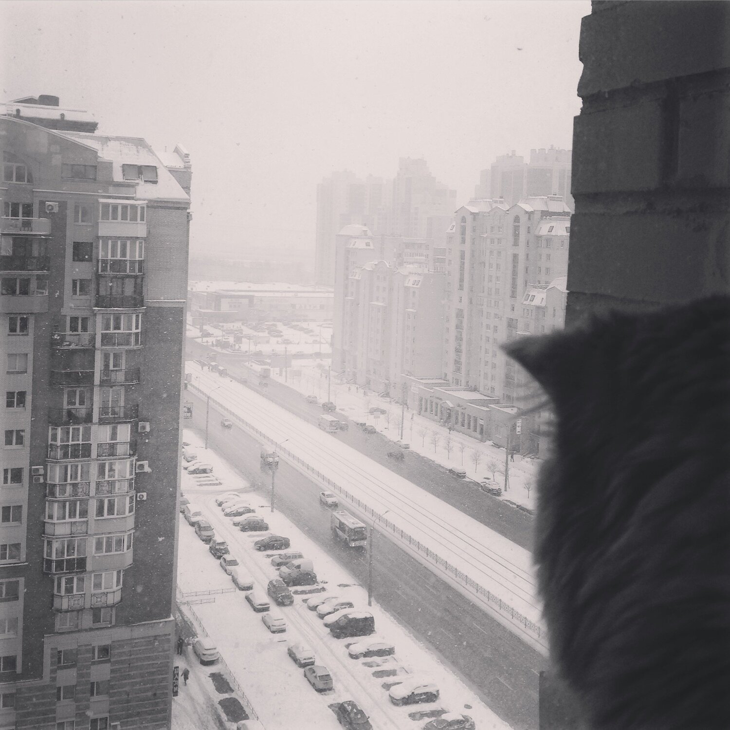 Романтичный кот