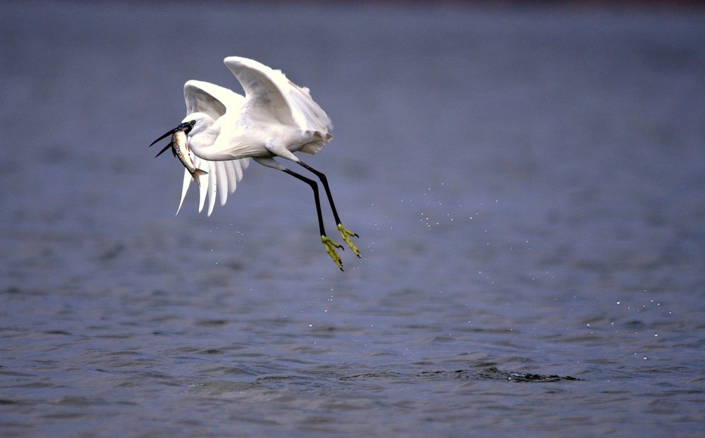 Flying Bird with Catch