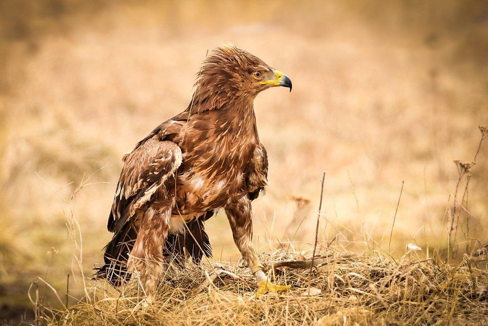 Зоркий взгляд