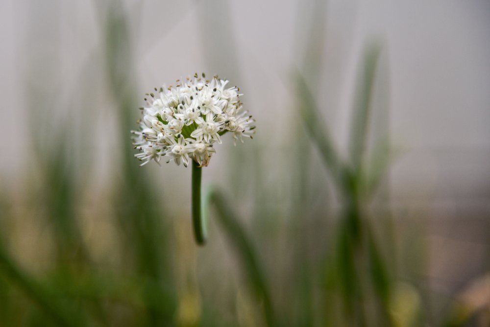 Onion Flower
