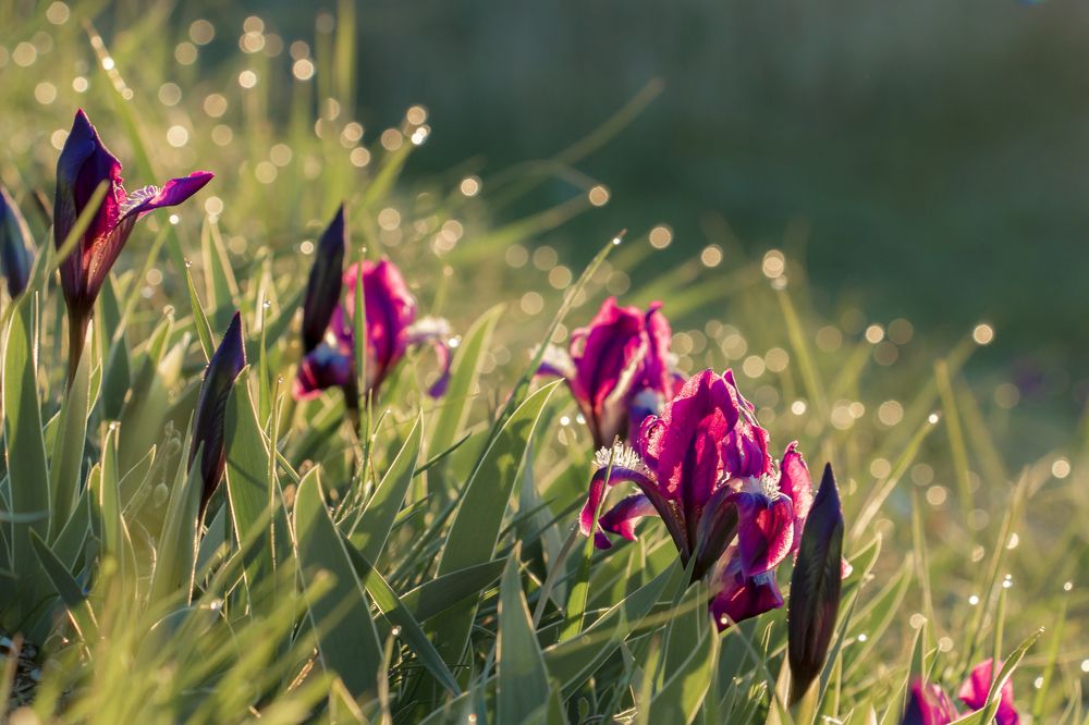 Ирисы на рассвете