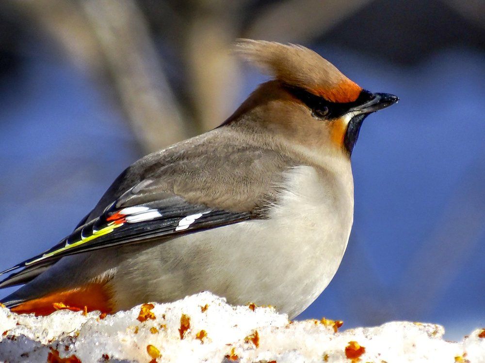 свиристель