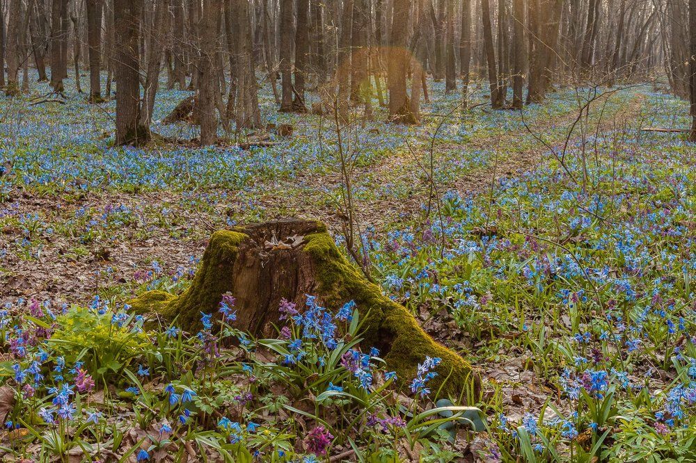 И даже пень в апрельский день березкой тоже стать мечтает.