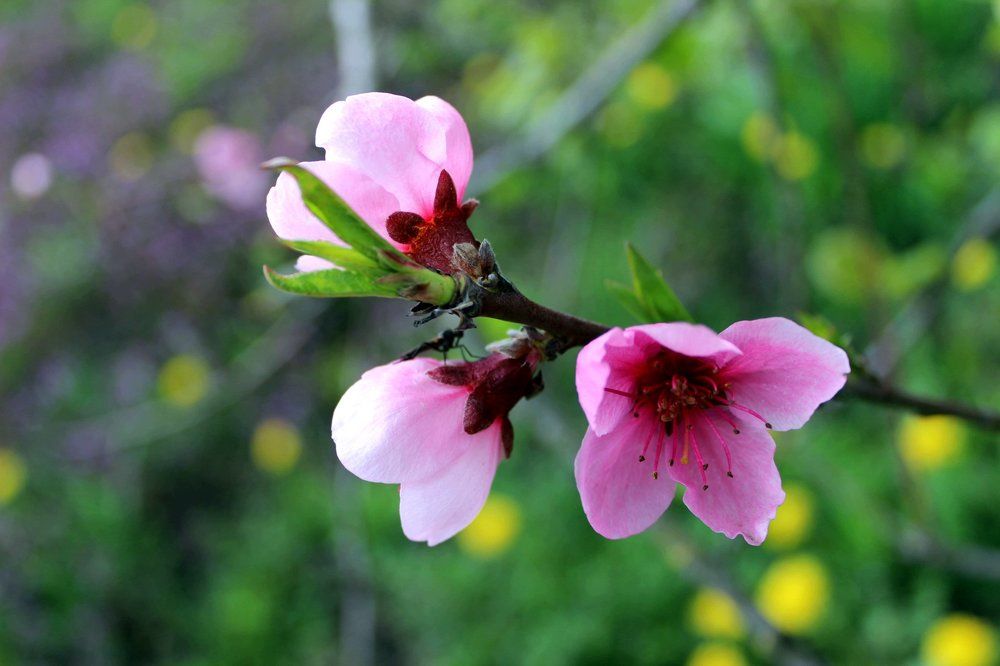 зацвел кубанский персик