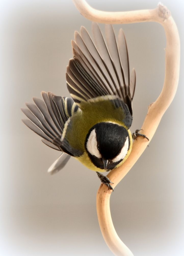 Больная синица