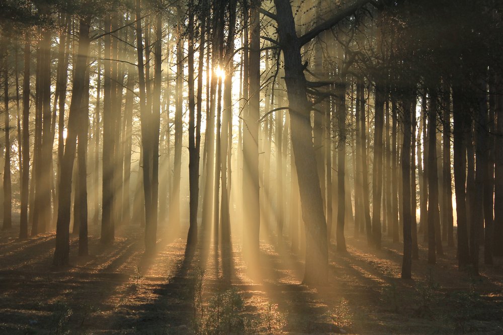 Просветление