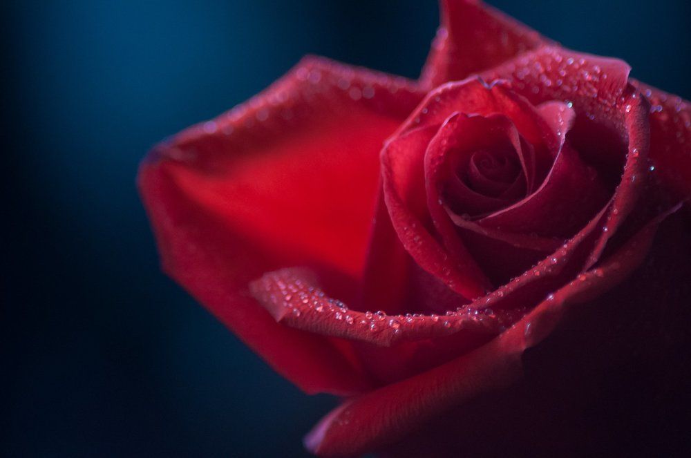 Цвета весны