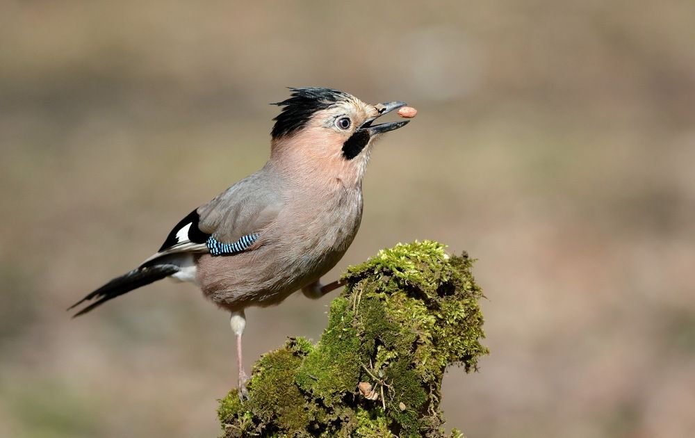 Запасливая сойка.