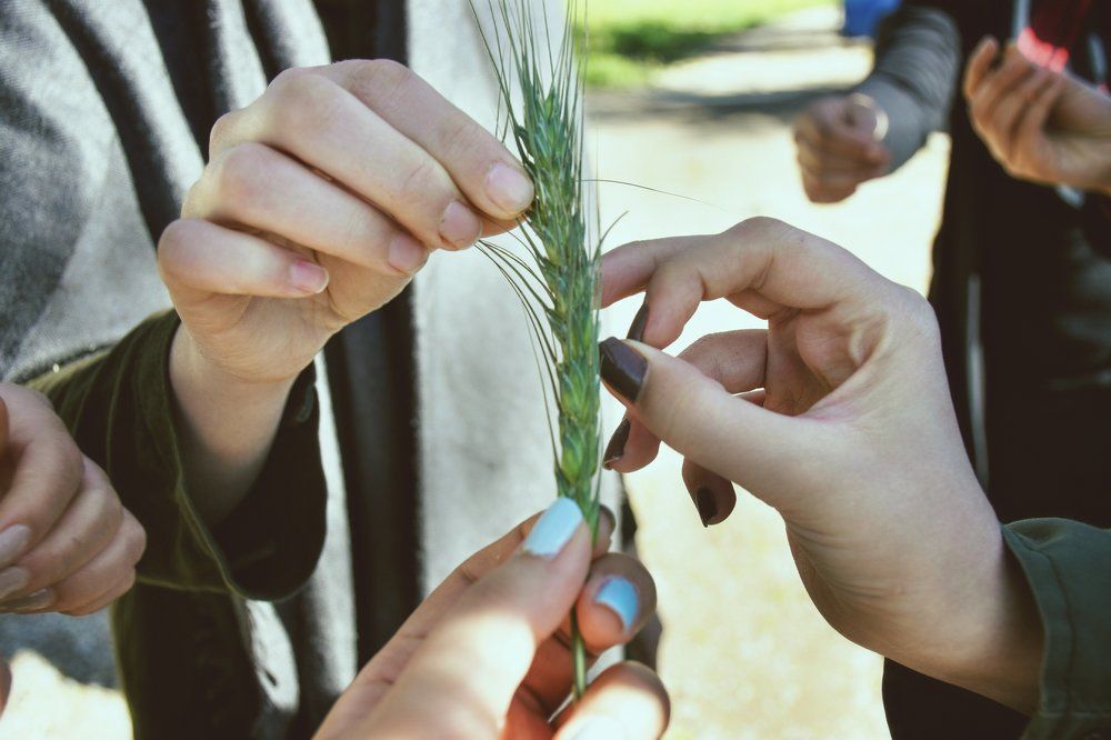 Having green wheat seeds for good luck!