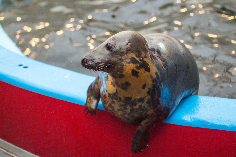 Серый тюлень