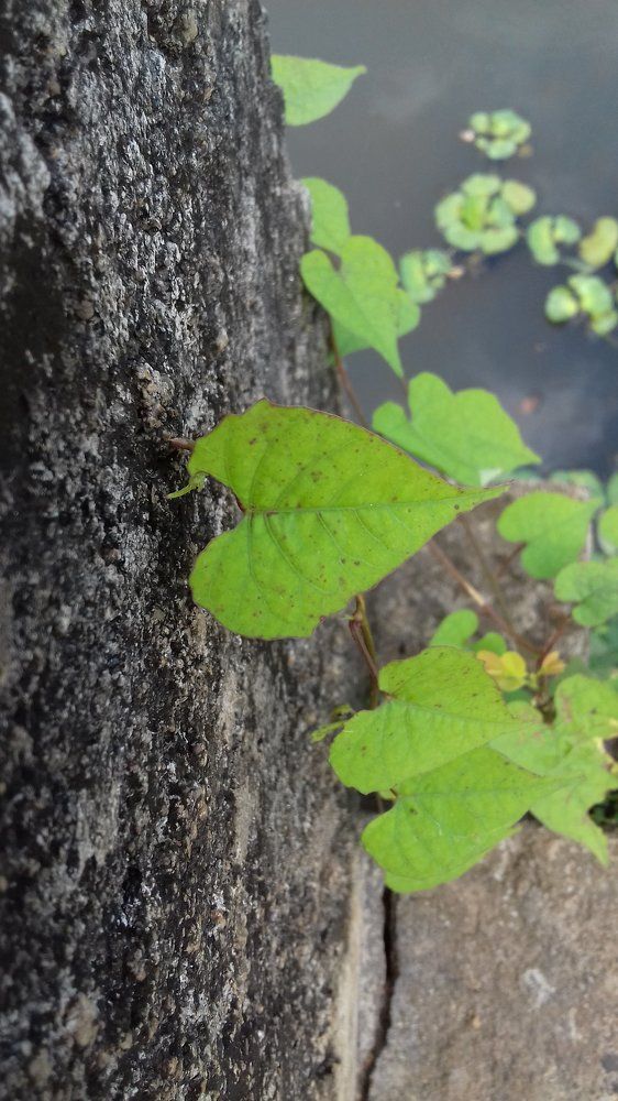 Photograph by Strange SellA