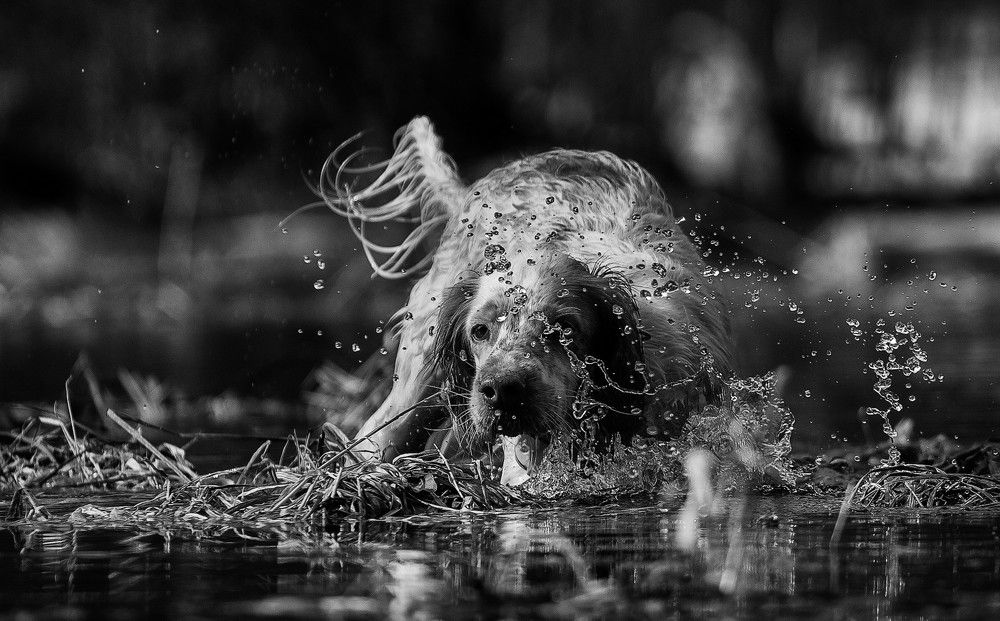 По весенним разливам