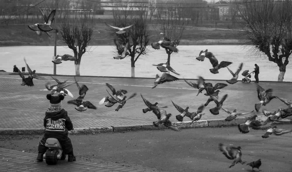 Гоняет голубей