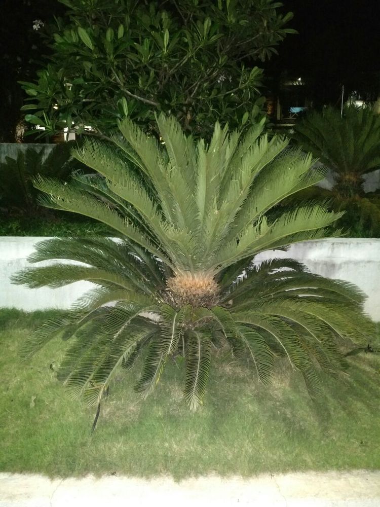 Exclusive plant