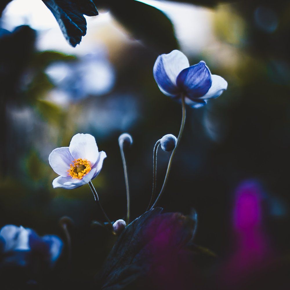 Цветы в закате