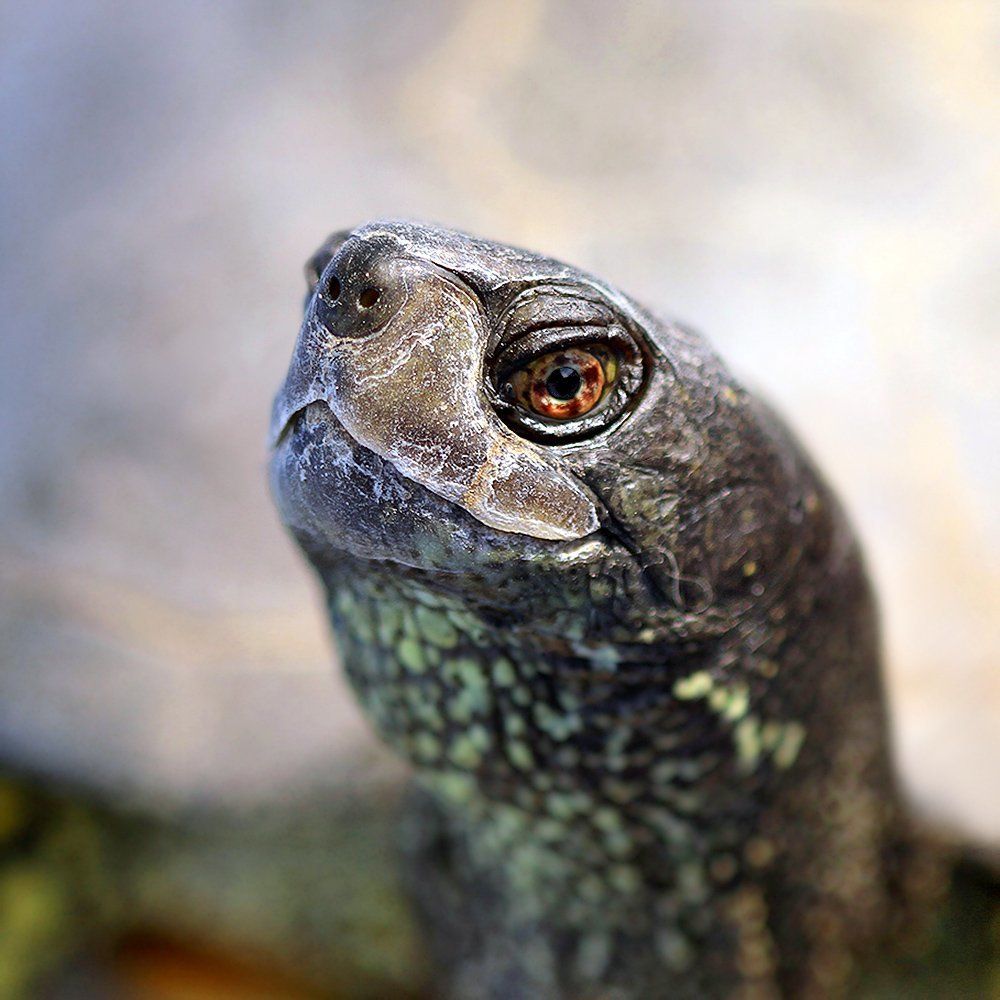 Запахло весной...