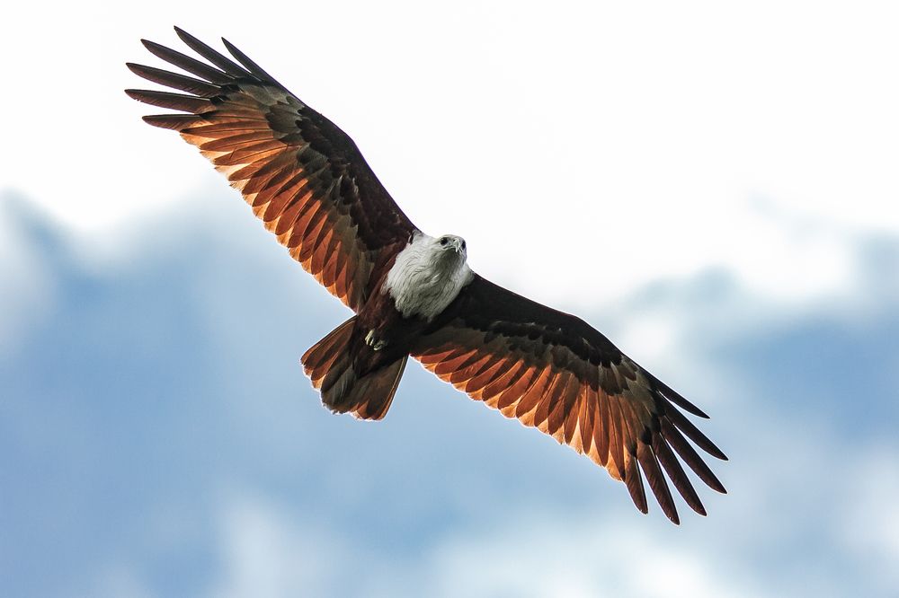 Brahmini red Kite Eagle