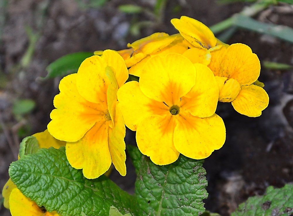 Весна жёлтоглазая