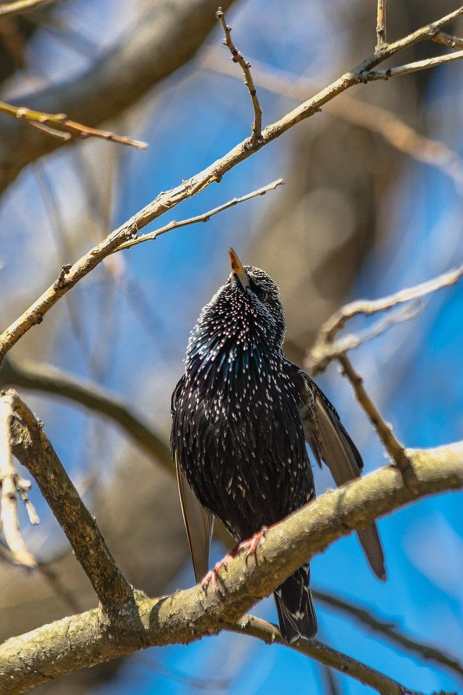 Скворцы прилетели