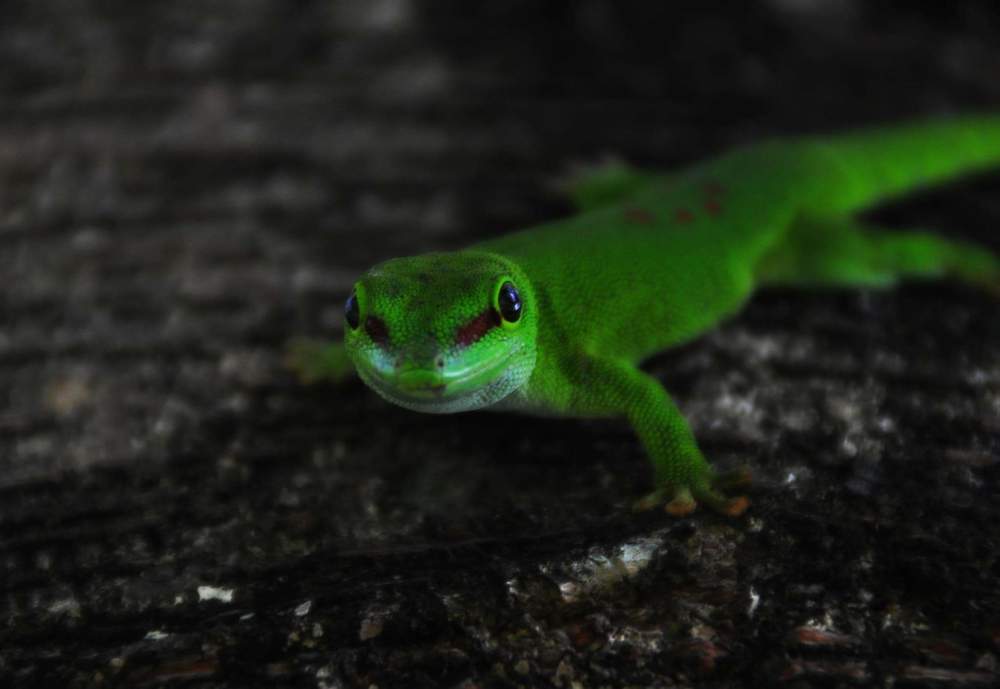 Endemic Mauritius Gecko