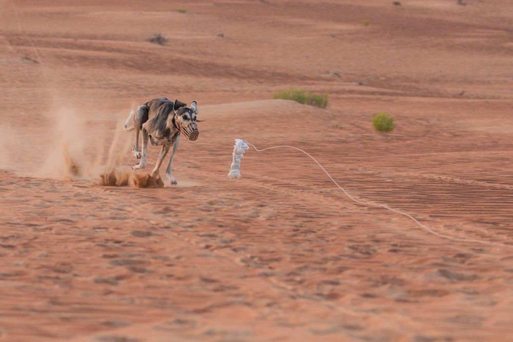 Финишный рывок.