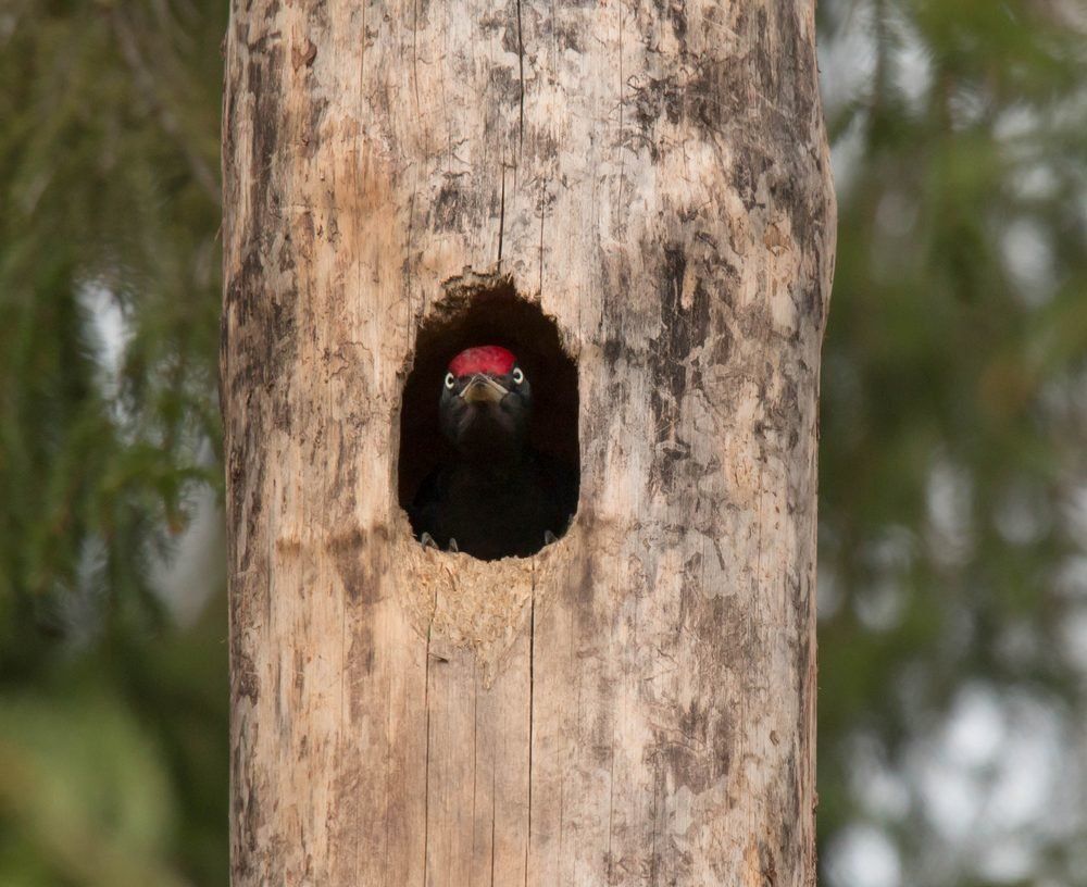 Черный в темном дупле.