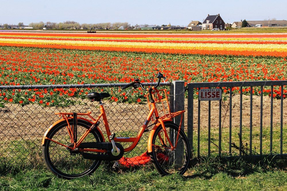 Сезон тюльпанов