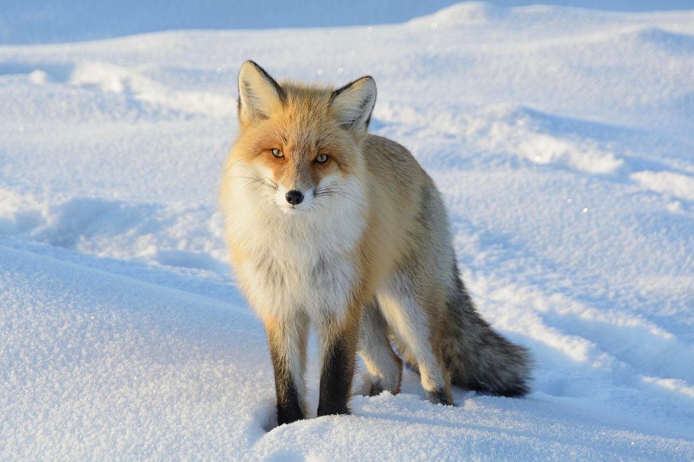 Неожиданная встреча