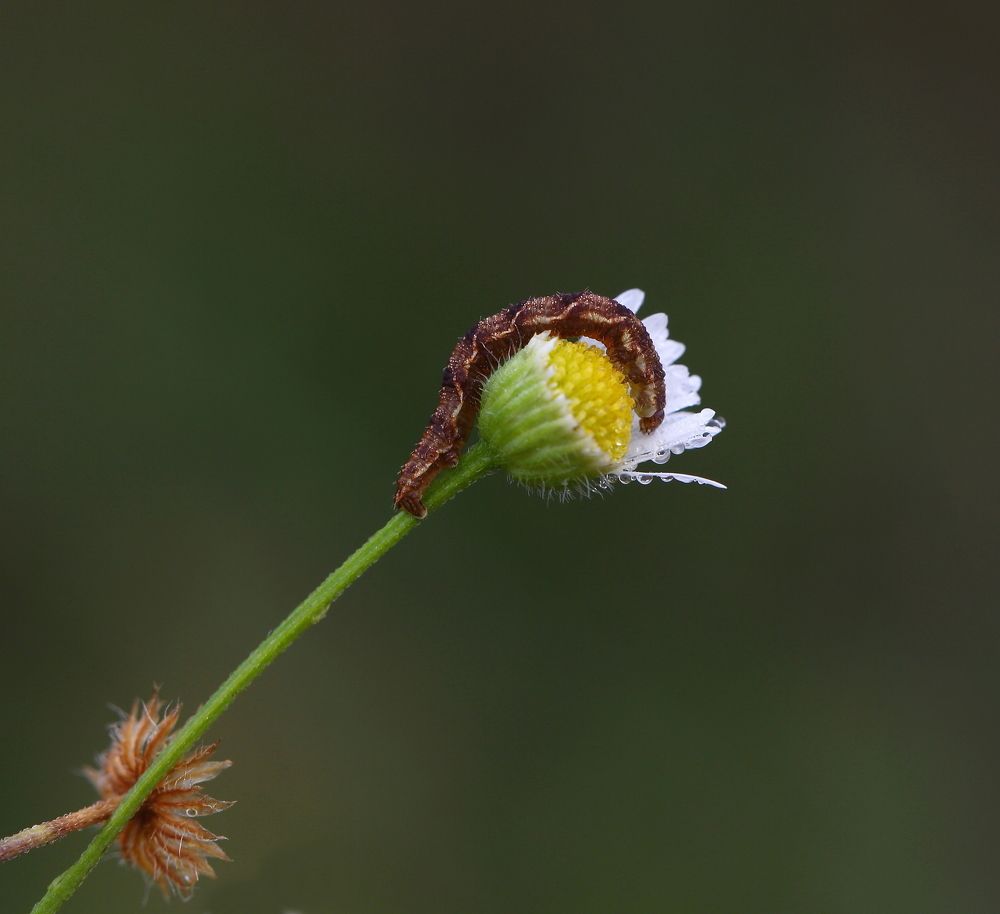 Капли дождя на десерт