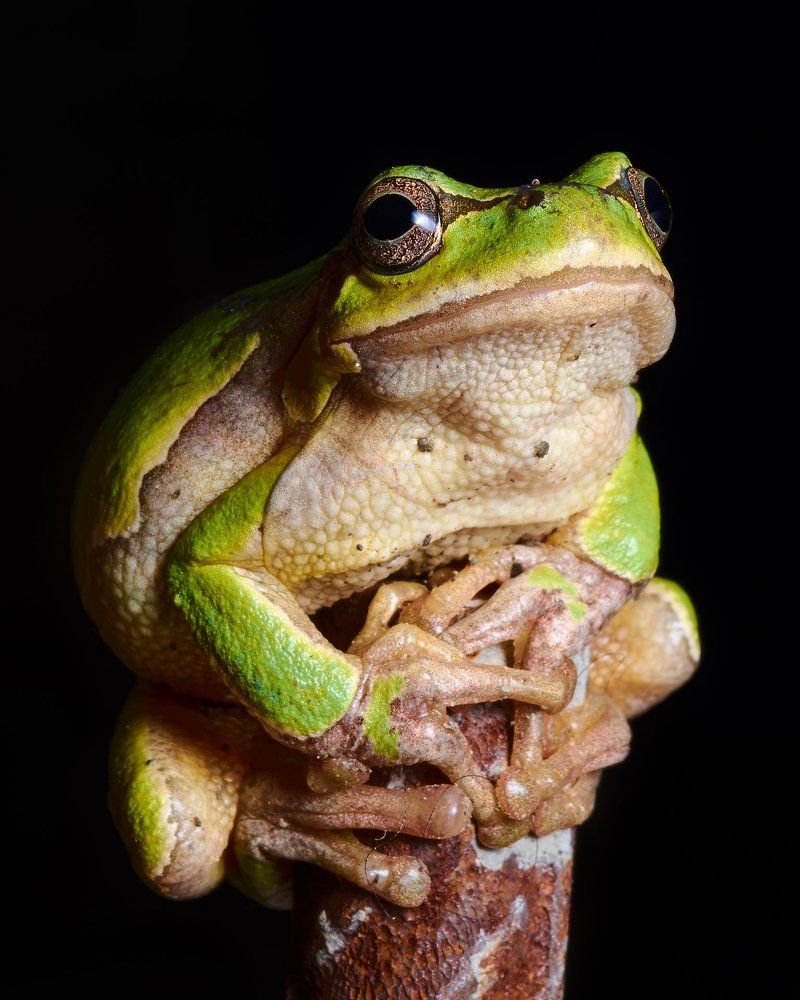 Лягушка путешественница .