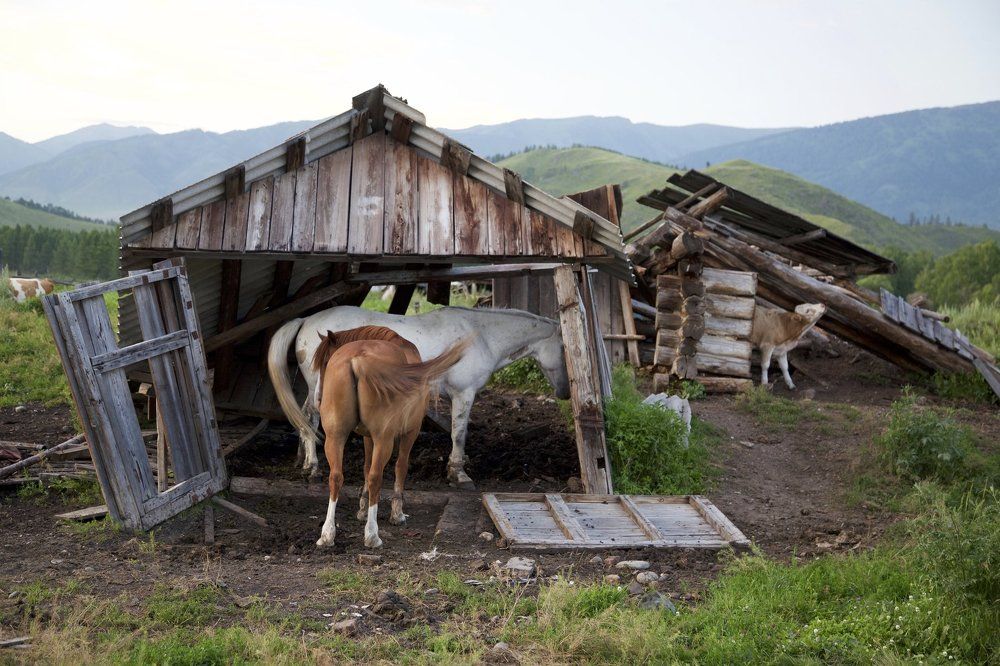Царские конюшни