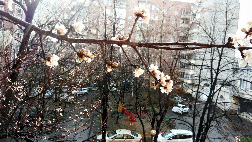 Весна в Краснодаре