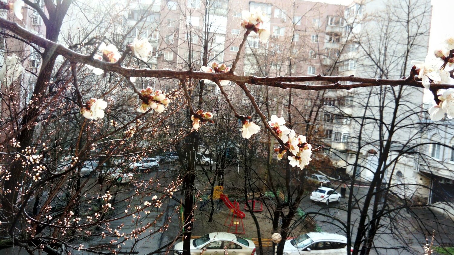 Весна в Краснодаре