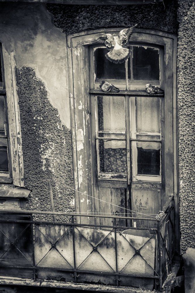 Жители старого дворика